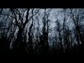Download Lagu Tidur rileks bersama suara hujan di tengah hutan | relalxing rain sound on jungle