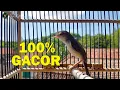 Download Lagu PANCINGAN PIKAT SUARA PRENJAK SAWAH, PRENJAK ALANG ALANG, PRENJAK KLIK GACOR NGEBREN DURASI PANJANG