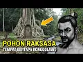 Lagu Viral.! Pohon Tempat Bertapa Ronggolawe Jaman Majapahit