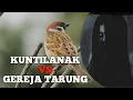 Download Lagu MASTERAN CENDET SUARA KUNTILANAK VS GEREJA TARUNG