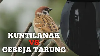 masteran cendet suara kuntilanak vs gereja tarung