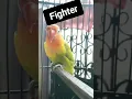 Lagu LB Fighter Durasi #shorts #short #shortsvideo #shortsfeed #shortsviral #fyp #fypシ #lovebirdfighter