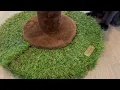 Woochpet Cat Scratching Post for Indoor Cats and Kitten Palm Tree Cat Scratch Post with Hanging Bal