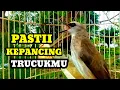 Lagu Suara Burung Trucuk Gacor memanggil lawan Pancingan trucuk betina memanggil jantan