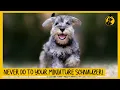 5 Things You Must Never Do to Your Miniature Schnauzer