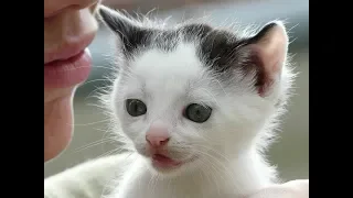 Voix d un petit Chat