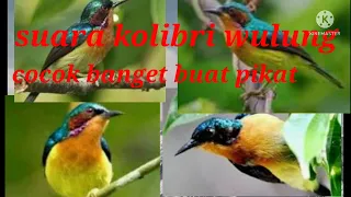 Download suara pikat kolibri wulung plaling ampuh terbukti MP3