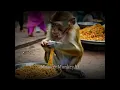 Download Lagu monkeys selling in the market #monkey #funnyanimals #monyet #ai #cuteanimals #viralvideo #fyp #sell