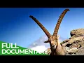 Download Lagu South Tyrol - In the Kingdom of the Alpine Ibex | Free Documentary Nature