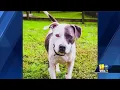 Baltimore Humane Society pets looking to be adopted