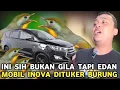 Lagu INI BUKAN GILA TAPI EDAN !!! MOBIL INOVA VENTURER DI TUKER BURUNG ROBIN DI PASAR BURUNG PRAMUKA 