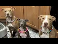The Sounds of a Pit Bull