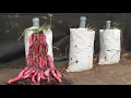 Take advantage of kitchen waste to grow sweet potatoes at home for many large tubers