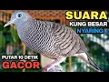 Lagu Perkutut Lokal Gacor Suara Kung Besar Pancingan Burung Perkutut Agar Bunyi.