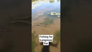 Longnose Gar Fishing – ACR Fishing Adventures #fishing #flyfishing