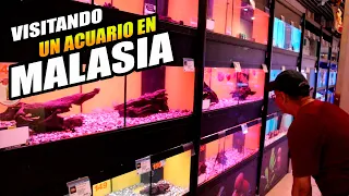 gigantesco acuario con 2000 peces en malasia