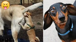 Funny Pets | 2025😂 Funny Dogs And Funny Cats Videos 🐱 🐕 😄 #part8
