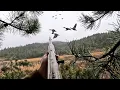 Fighting Hypothermia To Decoy Public Land Mallards Duck Hunting 2026