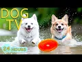 Download Lagu DOG TV: Calming All-Day Videos with Soothing Music for Dogs - Reduce Anxiety Music for Dogs