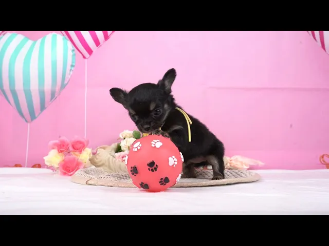 動画