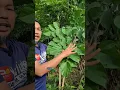 Download Lagu Pokok Seribu Guna