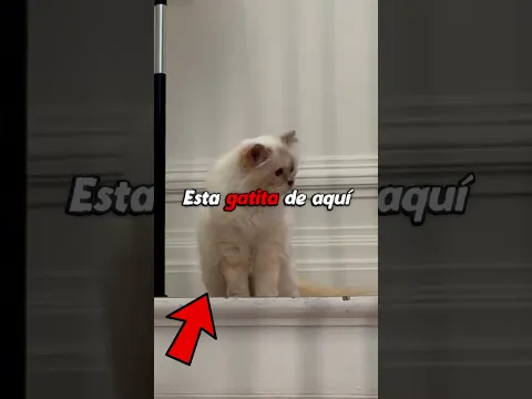 Esta gatita de aquí recibió la herencia más grande y los líderes se la quitaron.