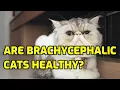 Do Flat-Faced Cats Have Health Problems