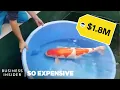 Why Koi Fish Are So Expensive So Expensive