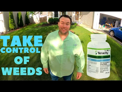 How Long Before Tenacity Is Rainproof - Lawn Phix
