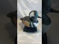 Hooded Merganser Drake