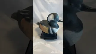 Hooded Merganser Drake