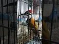 Download Lagu suara pikat burung pelatuk bawang merah dijamin Ampuh langsung nyaut