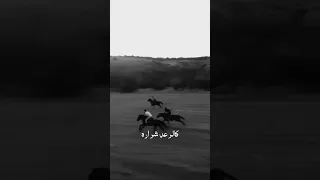 ماض كالسيف عطر المودة 