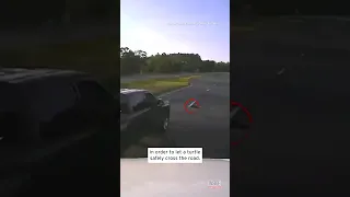 Turtle Crossing Road Causes Multiple Car Accidents