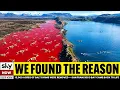 15 000 Acres of Salt Farms Were Removed San Francisco Bay Came Back to Life