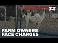 Former Ivie Acres Farm employee said she witnessed poor animal care for years