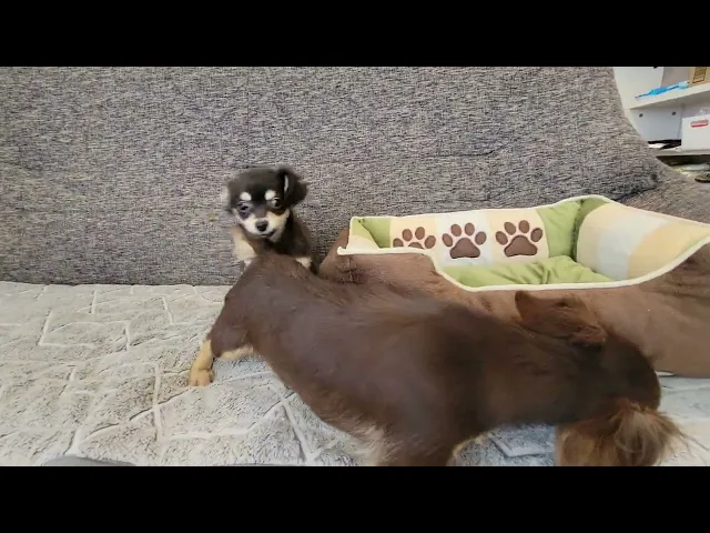 動画