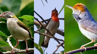 suara pikat kombinasi prenjak dan cabe cabean