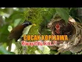 Download Lagu CERITAMU SEKARANG!! BURUNG KOPI JAWA SEMAKIN SULIT DITEMUKAN, PUNAH DENGAN HARGA MURAH