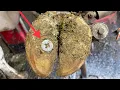 You NEVER WANT TO FIND THIS in a COW S FOOT