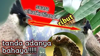 suara pikatkutilang ribut tanda adanya bahaya jahid channel