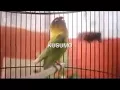 Download Lagu Begini Suara Ngekek Panjang Burung Lovebird kusumo
