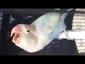 Download Lagu Seperti Hantu, ini lah Penampakan Lovebird Yakin Konslet dari Dekat, Bisa di Jadikan Masteran