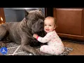 140 lb Cane Corso Left Alone With Baby For 2 Minutes What Mom Found Changed Everything