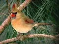 Wildlife Appreciation Month Photo For June 5th - Female Cardinal