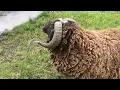 Lagu Angry Ram