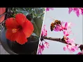 Signs of Spring Flowers in bloom and bees at work