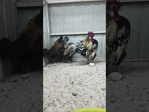 اجمل طيور زينه