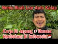 Download Lagu Nemu Buah Murbei Orang Jepang Gak Ada Yang Doyan ll Vlog Pertanian Di Jepang