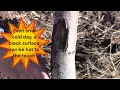 TREE TRUNKS - Care and Maintenance Painting and Protecting